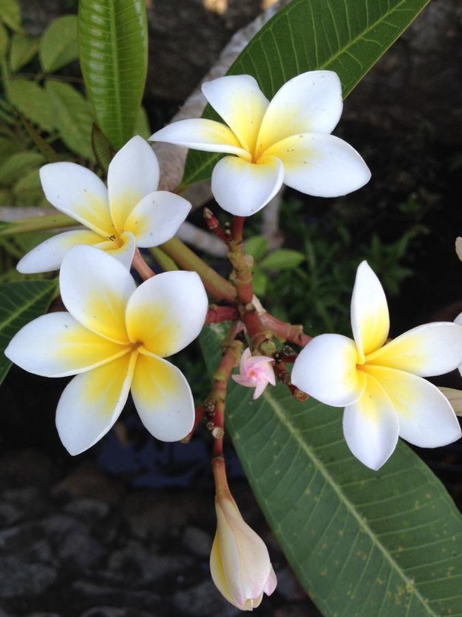 ซีไพน์ วิลลา ลีเบิร์ก Hotel Nai Yang ภายนอก รูปภาพ